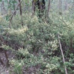 Pomaderris angustifolia at Stromlo, ACT - 24 Oct 2022 04:02 PM