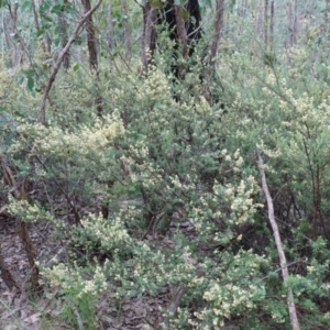 Pomaderris angustifolia at Stromlo, ACT - 24 Oct 2022 04:02 PM