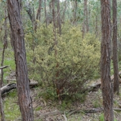 Pomaderris angustifolia at Stromlo, ACT - 24 Oct 2022