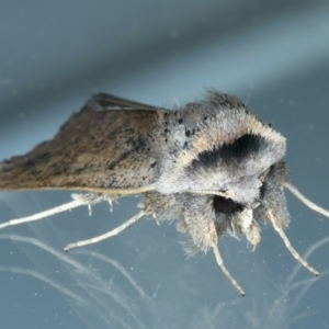 Pantydia (genus) at Ainslie, ACT - 24 Oct 2022