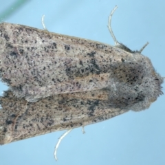 Pantydia (genus) at Ainslie, ACT - 24 Oct 2022