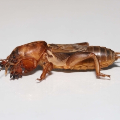 Gryllotalpa sp. (genus) (Mole Cricket) at Evatt, ACT - 22 Oct 2022 by TimL