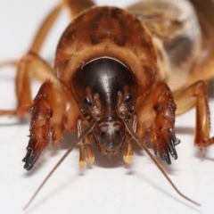 Gryllotalpa sp. (genus) at Evatt, ACT - 22 Oct 2022