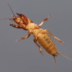 Gryllotalpa sp. (genus) at Evatt, ACT - 22 Oct 2022