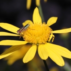 Odontomyia sp. (genus) (A soldier fly) at Evatt, ACT - 24 Oct 2022 by TimL