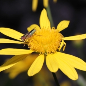 Odontomyia sp. (genus) at Evatt, ACT - 24 Oct 2022