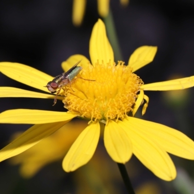 Odontomyia sp. (genus) (A soldier fly) at Evatt, ACT - 24 Oct 2022 by TimL