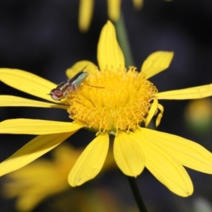 Odontomyia sp. (genus) at Evatt, ACT - 24 Oct 2022