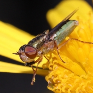 Odontomyia sp. (genus) at Evatt, ACT - 24 Oct 2022