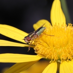 Odontomyia sp. (genus) at Evatt, ACT - 24 Oct 2022