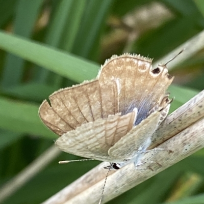 Lampides boeticus (Long-tailed Pea-blue) at Curtin, ACT - 23 Oct 2022 by RAllen