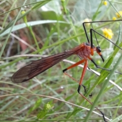 Harpobittacus australis (Hangingfly) at Coree, ACT - 25 Oct 2022 by Jimmyjamjimbles