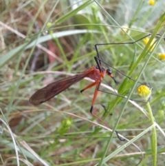 Harpobittacus australis at Coree, ACT - 26 Oct 2022