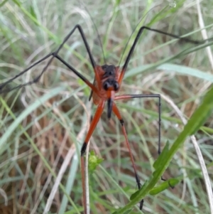 Harpobittacus australis at Coree, ACT - 26 Oct 2022