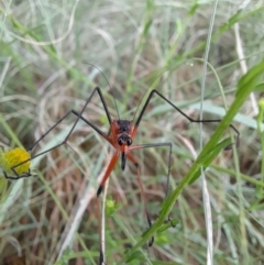 Harpobittacus australis at Coree, ACT - 26 Oct 2022