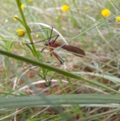 Harpobittacus australis at Coree, ACT - 26 Oct 2022