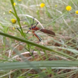 Harpobittacus australis at Coree, ACT - 26 Oct 2022