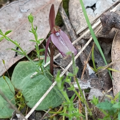 Cyrtostylis reniformis (Common Gnat Orchid) at Jerrabomberra, NSW - 8 Sep 2022 by mlech