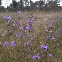 Arthropodium fimbriatum (Nodding Chocolate Lily) at Goorooyarroo NR (ACT) - 6 Dec 2021 by mlech