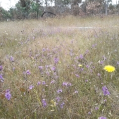 Arthropodium fimbriatum at Throsby, ACT - 6 Dec 2021 01:07 PM