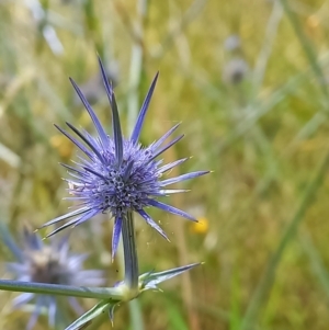 Eryngium ovinum at Throsby, ACT - 12 Jan 2022