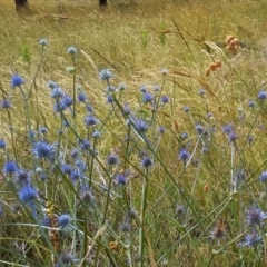 Eryngium ovinum at Throsby, ACT - 12 Jan 2022