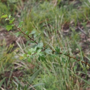 Crataegus monogyna at Molonglo Valley, ACT - 21 Oct 2022