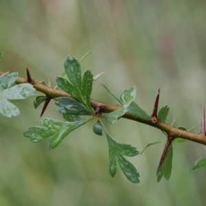 Crataegus monogyna at Molonglo Valley, ACT - 21 Oct 2022