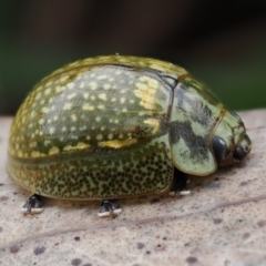 Paropsisterna cloelia (Eucalyptus variegated beetle) at Wanniassa Hill - 23 Oct 2022 by RAllen