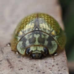 Paropsisterna cloelia at Macarthur, ACT - 23 Oct 2022