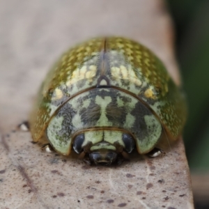 Paropsisterna cloelia at Macarthur, ACT - 23 Oct 2022