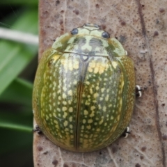 Paropsisterna cloelia at Macarthur, ACT - 23 Oct 2022