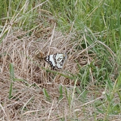 Belenois java (Caper White) at Macarthur, ACT - 23 Oct 2022 by RAllen