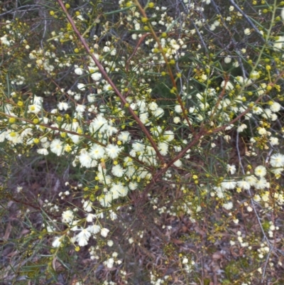 Acacia genistifolia (Early Wattle) at Mount Jerrabomberra - 5 Jun 2022 by rieteklis
