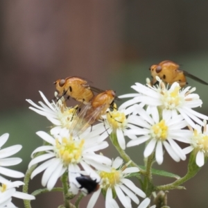 Sapromyza sp. (genus) at Paddys River, ACT - 20 Oct 2022