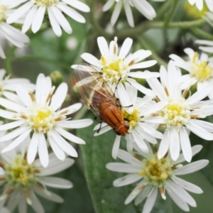 Sapromyza sp. (genus) at Paddys River, ACT - 20 Oct 2022