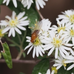 Sapromyza sp. (genus) at Paddys River, ACT - 20 Oct 2022