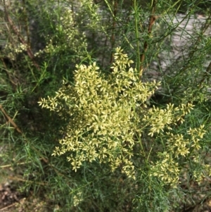 Cassinia quinquefaria at Wamboin, NSW - 19 Feb 2021 04:21 PM