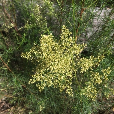 Cassinia quinquefaria (Rosemary Cassinia) at Wamboin, NSW - 19 Feb 2021 by Devesons
