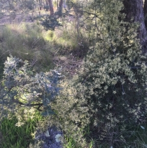 Clematis leptophylla at Wamboin, NSW - 14 Sep 2021