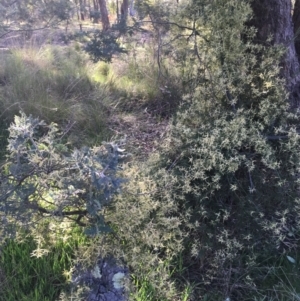 Clematis leptophylla at Wamboin, NSW - 14 Sep 2021 03:50 PM