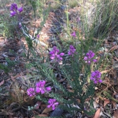 Comesperma ericinum (Heath Milkwort) at Wamboin, NSW - 11 Jan 2021 by Devesons