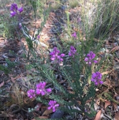 Comesperma ericinum (Heath Milkwort) at QPRC LGA - 10 Jan 2021 by Devesons