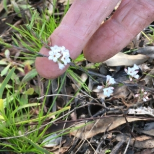 Leucopogon virgatus at Wamboin, NSW - 14 Sep 2021