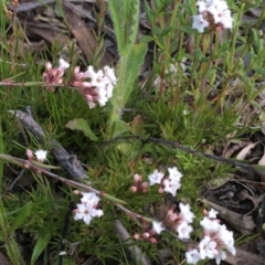 Leucopogon virgatus at Wamboin, NSW - 14 Sep 2021