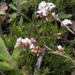 Leucopogon virgatus at Wamboin, NSW - 14 Sep 2021