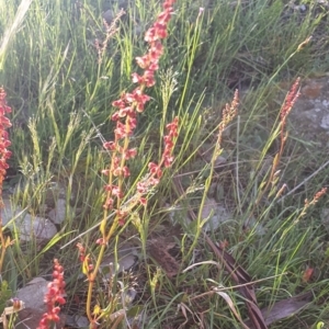 Rumex acetosella at Gundaroo, NSW - 17 Oct 2022 05:55 PM