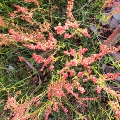 Rumex acetosella at Gundaroo, NSW - 17 Oct 2022 05:55 PM