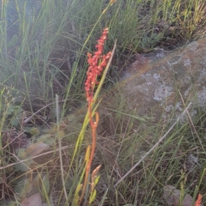 Rumex acetosella at Gundaroo, NSW - 17 Oct 2022 05:55 PM