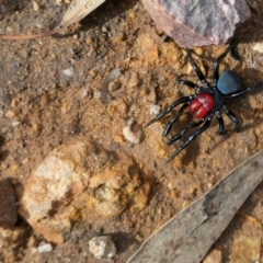 Missulena occatoria (Red-headed Mouse Spider) at Block 402 - 28 Apr 2022 by Jenni